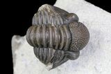 Detailed Gerastos Trilobite Fossil - Morocco #145765-2